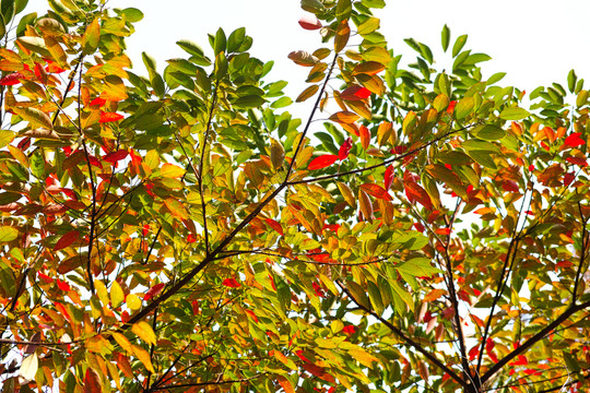 紅綠葉