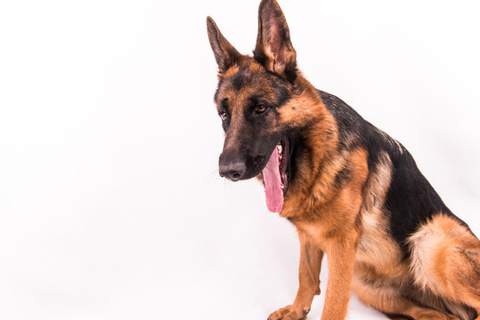 打哈欠的狗 德牧 大型犬 寵物