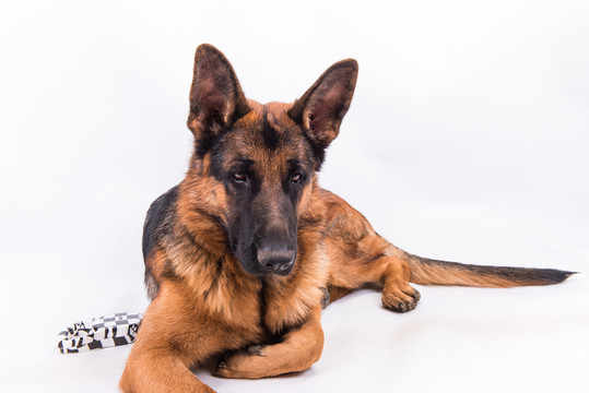 德國牧羊犬 趴著的狗 大型犬