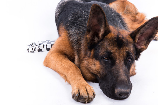 狗 德國牧羊犬 狼狗 大型犬