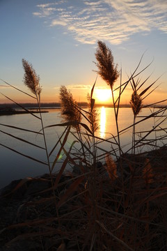 蘆葦夕陽