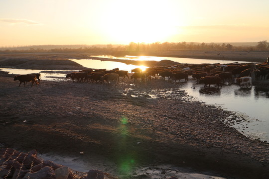 夕陽 河水 牛群