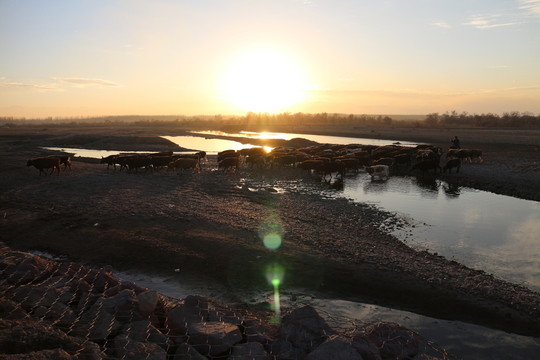 夕陽(yáng) 河水 牛群