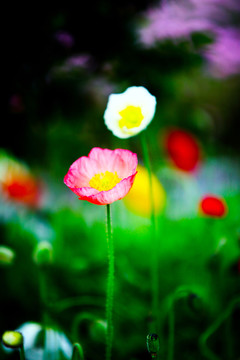 花