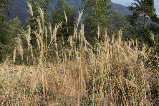 野草