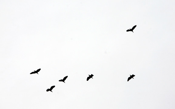 飛鳥
