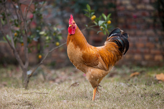 大公雞