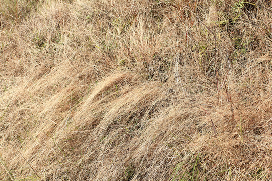野草枯草