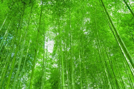 竹林風(fēng)光 竹林背景素材