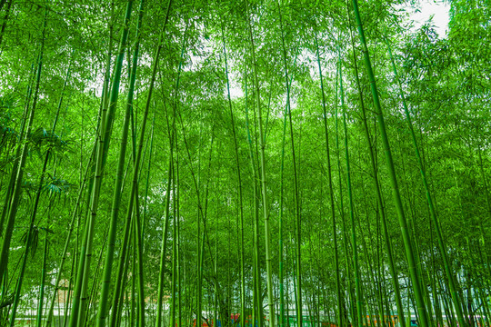 竹林風(fēng)光 竹林背景素材