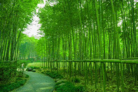 竹林風(fēng)光 竹林背景素材