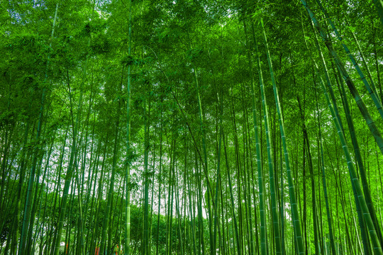 竹林風光 竹林背景素材