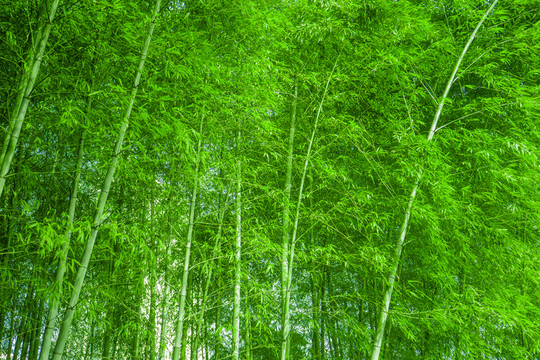 竹林風光 竹林背景素材