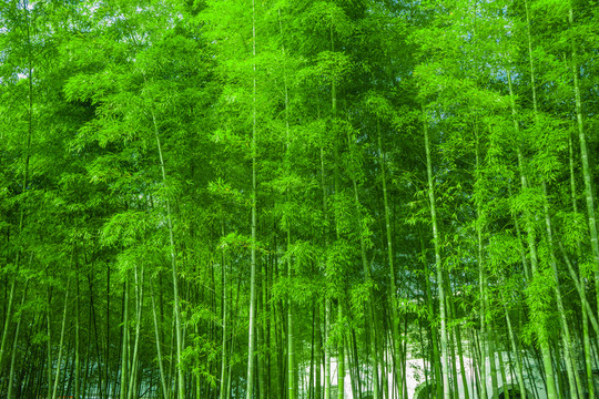 竹林風(fēng)光 竹林背景素材