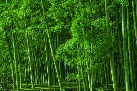 竹林風(fēng)光 竹林背景素材