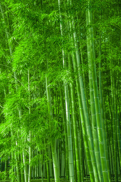 竹林風(fēng)光 竹林背景素材