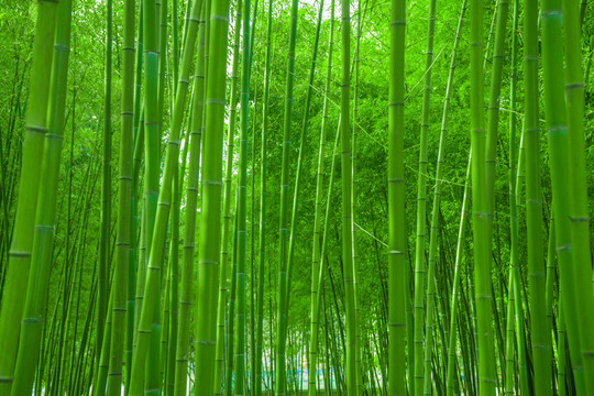 竹林風(fēng)光 竹林背景素材
