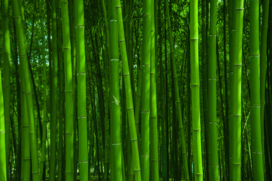 竹林風光 竹林背景素材