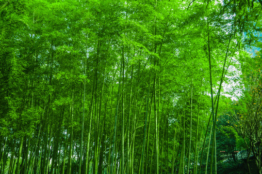 竹林風(fēng)光 竹林背景素材