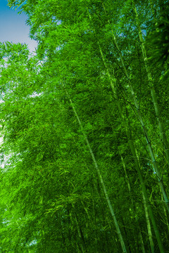 竹林風光 竹林背景素材