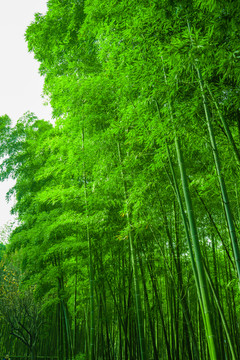 竹林風(fēng)光 竹林背景素材
