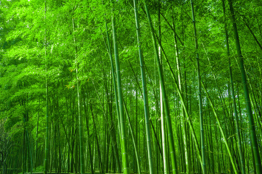 竹林風光 竹林背景素材