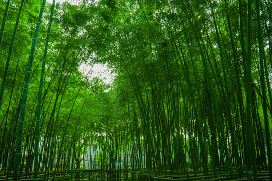 竹林風(fēng)光 竹林背景素材