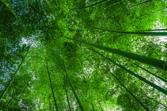 竹林風(fēng)光 竹林背景素材