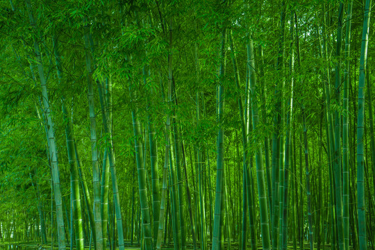 竹林風(fēng)光 竹林背景素材