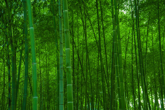 竹林風光 竹林背景素材