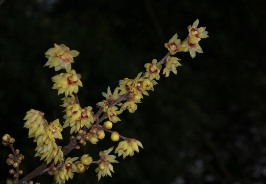 臘梅