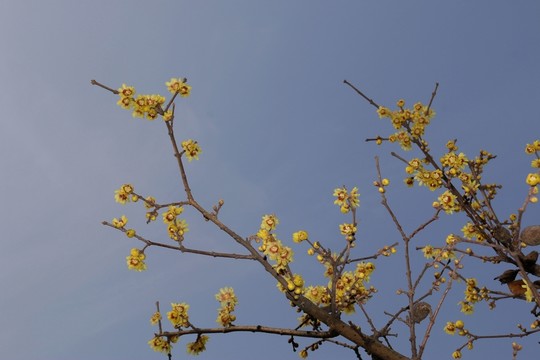 臘梅