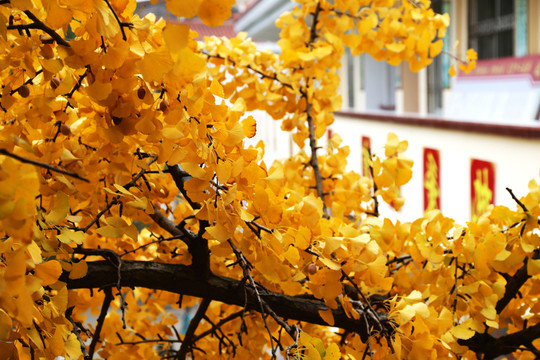 銀杏樹(shù)葉