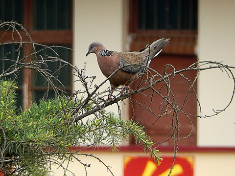 斑鳩