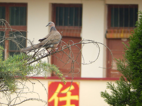 棕斑鳩