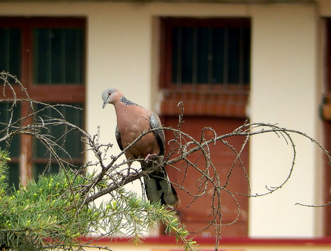 斑鳩