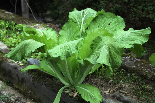 蔬菜種植