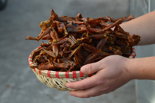 養(yǎng)殖青蛙