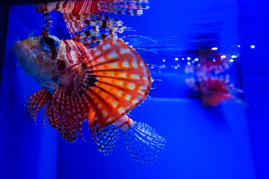 海洋館 獅子魚 海水魚