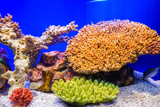 魚缸背景圖 珊瑚 魚缸造景