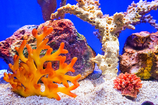 魚缸背景圖 珊瑚 魚缸造景