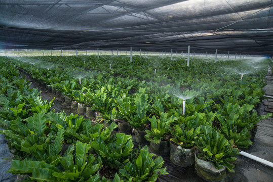 山蘇蔬菜種植