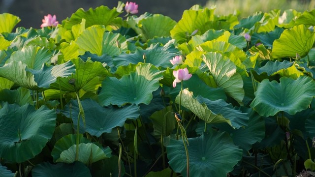 荷塘翠鳥(niǎo)