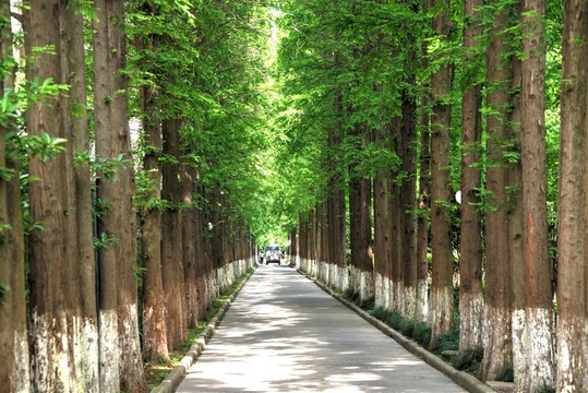 林蔭路