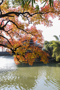 秋灑桃花江