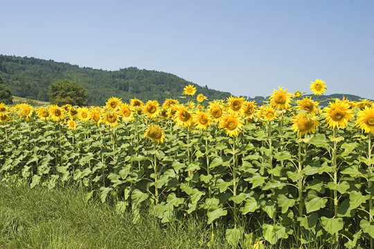 向日葵花田