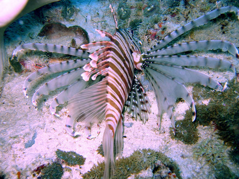 獅子魚