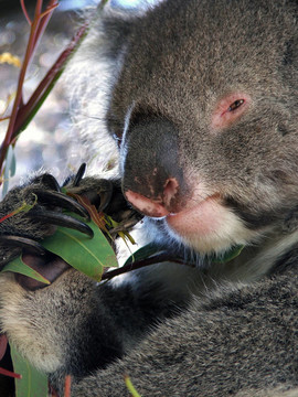 動物- Koala