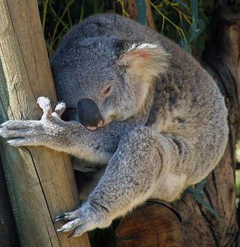 動物- Koala