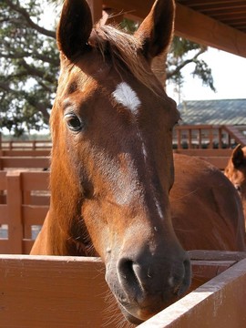 馬